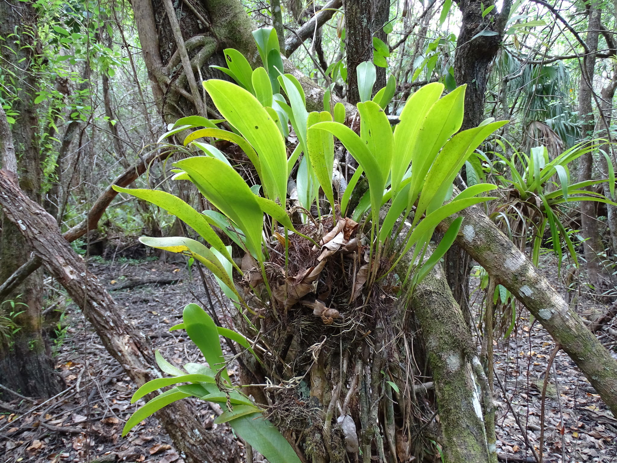 Stelis gelida